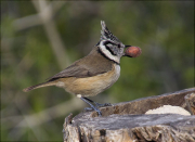 Mallerenga emplomallada (Parus cristatus)