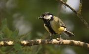 Mallerenga carbonera (Parus major)