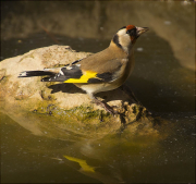 Cadernera (Carduelis carduelis)