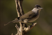 Mascle de Tallarol de casquet (Sylvia atricapilla)