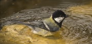 Mallerenga carbonera (Parus major)