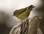 Mosquiter comú (Phylloscopus collybita)