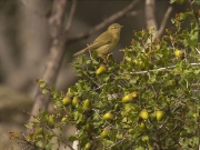 Mosquiter comú (Phylloscopus collybita)