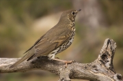 Tord comú (Turdus philomelos)