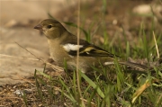 Femella de Pinsà comú (Fringilla coelebs)