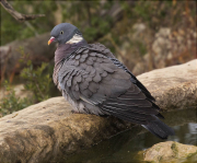 Tudó (Columba palumbus)