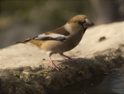 Durbec (Coccothraustes coccothraustes)