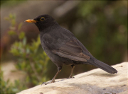 Mascle de Merla (Turdus merula)