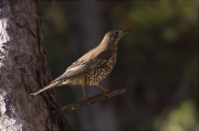 Griva (Turdus viscivorus)