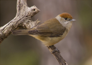 Femella de Tallarol de casquet (Sylvia atricapilla)