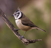 Mallerenga emplomallada (Parus cristatus)