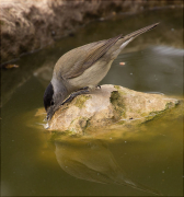 Mascle de Tallarol de casquet (Sylvia atricapilla)