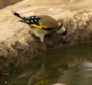 Cadernera (Carduelis carduelis)