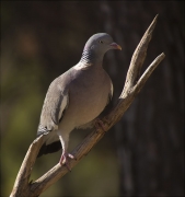 Tudó (Columba palumbus)