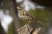 Griva (Turdus viscivorus)