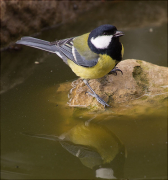 Mallerenga carbonera (Parus major)