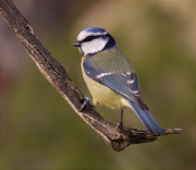 Mallerenga blava (Cyanistes caeruleus)