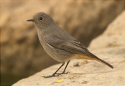 Femella de Cotxa fumada (Phoenicurus ochruros)