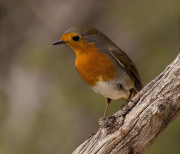 Pit roig (Erithacus rubecola)