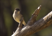 Mascle de Tallarol de casquet (Sylvia atricapilla)