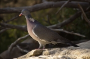 Tudó (Columba palumbus)