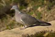 Tudó (Columba palumbus)