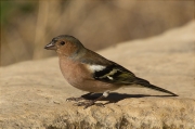 Mascle de Pinsà comú (Fringilla coelebs)