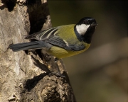 Mallerenga carbonera (Parus major)