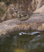 Griva (Turdus viscivorus)