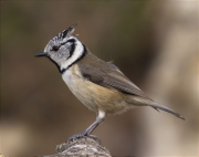 Mallerenga emplomallada (Parus cristatus)