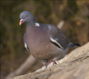 Tudó (Columba palumbus)