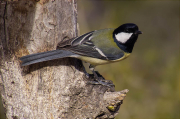 Mallerenga carbonera (Parus major)