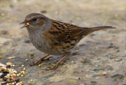 Pardal de bardissa (Prunella modularis)