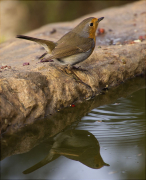 Pit roig (Erithacus rubecola)