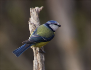 Mallerenga blava (Cyanistes caeruleus)