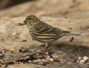 Gafarró (Serinus serinus)