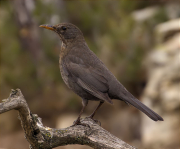 Femella de Merla (Turdus merula)