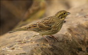 Femella de Gratapalles (Emberiza cirlus)