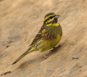 Mascle de Gratapalles (Emberiza cirlus)