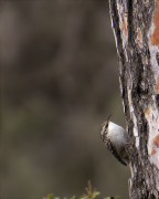 Raspinell comú (Certhia brachydactyla)