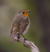 Pit roig (Erithacus rubecola)