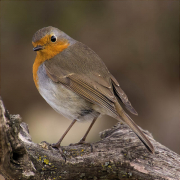 Pit roig (Erithacus rubecola)