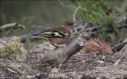 Mascle de Pinsà comú (Fringilla coelebs)