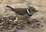 Mallerenga emplomallada (Parus cristatus)