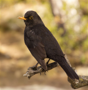 Mascle de Merla (Turdus merula)