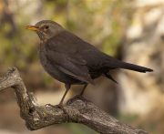 Femella de Merla (Turdus merula)