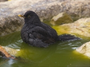 Mascle de Merla (Turdus merula)