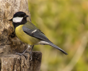 Mallerenga carbonera (Parus major)