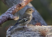 Femella de Pinsà comú (Fringilla coelebs)