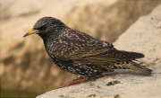 Estornell vulgar (Sturnus vulgaris)